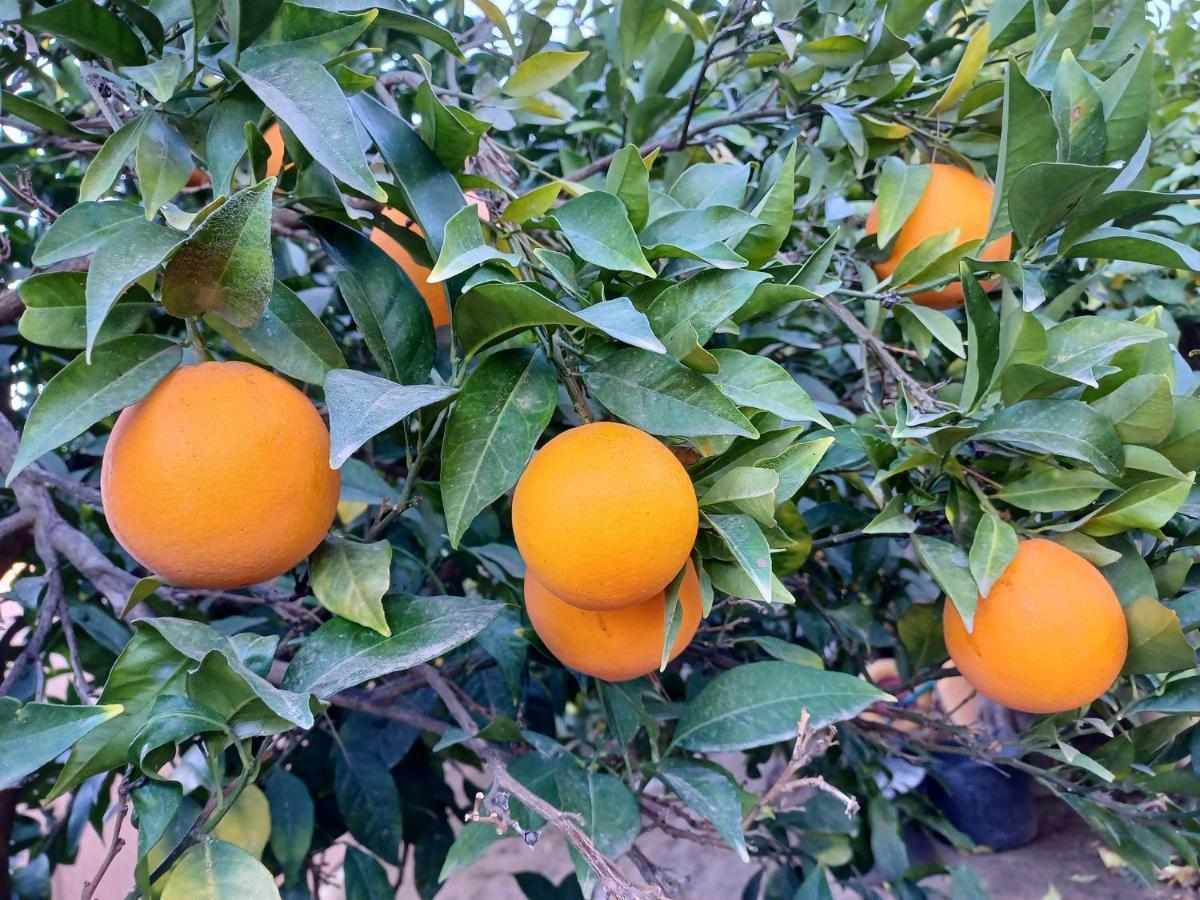 הוילה Alhaurín de la Torre Finquilla Caromar מראה חיצוני תמונה