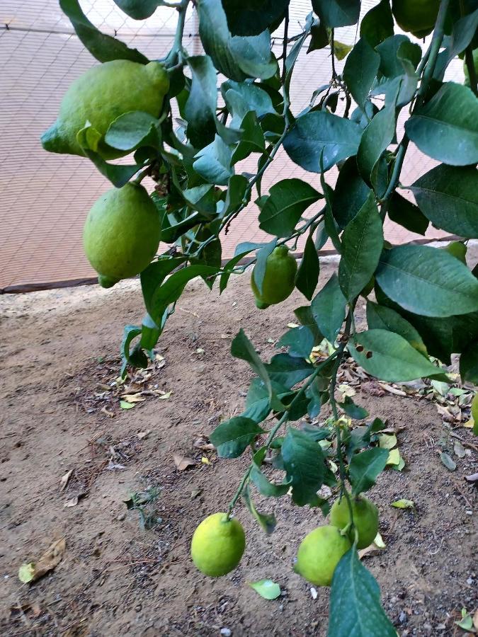 הוילה Alhaurín de la Torre Finquilla Caromar מראה חיצוני תמונה